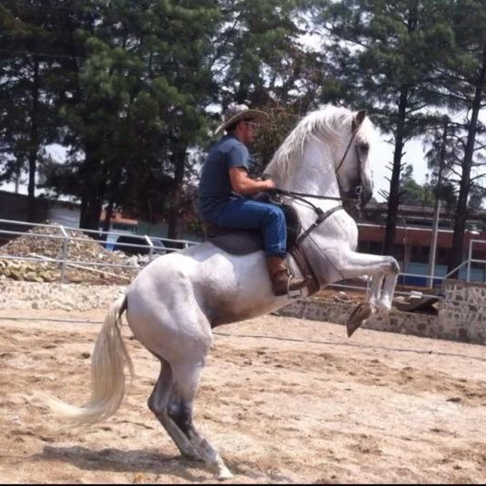 Meet your Posher, Rodolfo